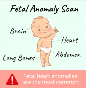 fetal anomaly scan