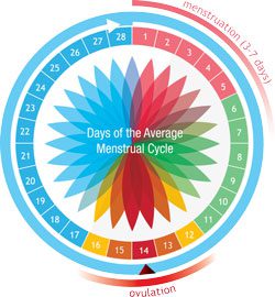 menstrual cycle
